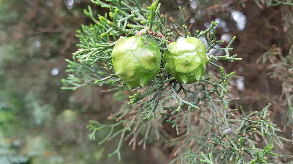 Баща ми_15.jpg