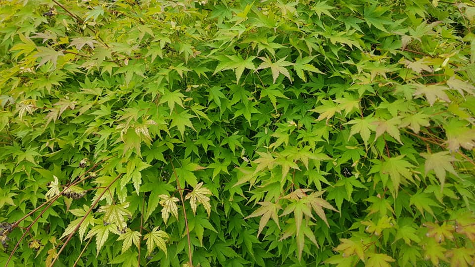 Баща ми_18.jpg