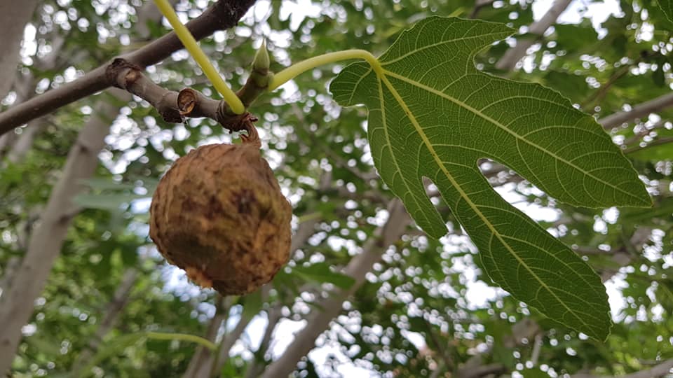 Баща ми_20.jpg