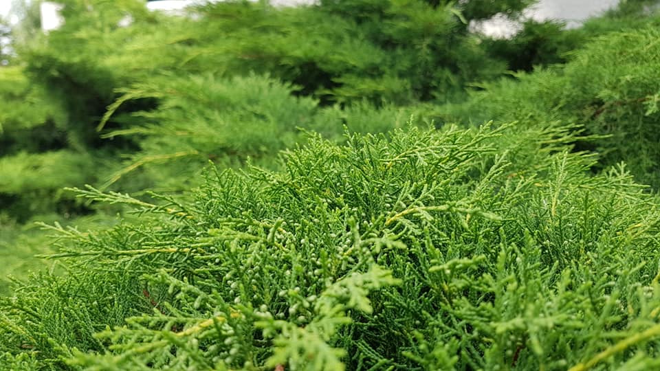 Баща ми_21.jpg